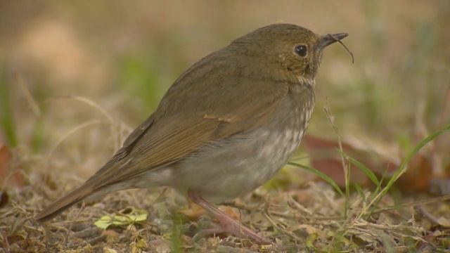 Rufous-tailed Robin (Luscinia sibilans) смотреть онлайн