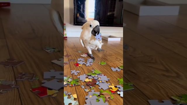 #моилюбимки смотреть онлайн