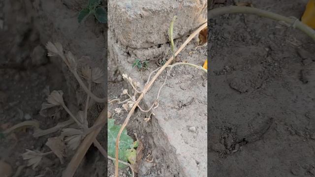 SHARING J00Y N0RY WITH ANTS #shorts смотреть онлайн