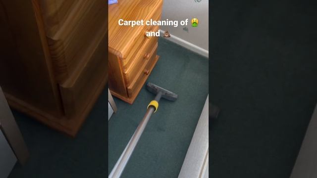 Cleaning Carpets Of Human 🤮,💩 Using Kächer Puzzi 8/1 #carpetcleaning #kärcher #asmr