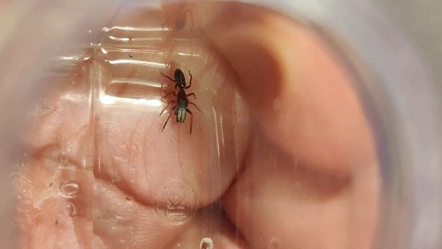 Myrmarachne formicaria, adult male walking (DK: Stor myrespringedderkop) смотреть онлайн