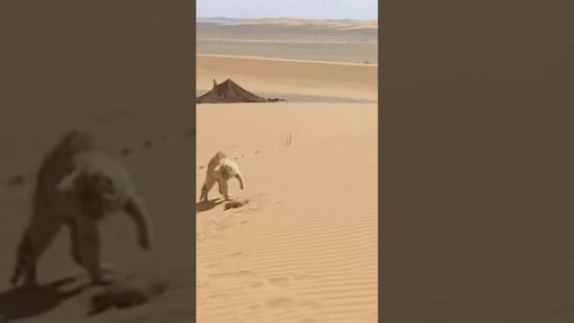 Desert snake vs Desert cat смотреть онлайн