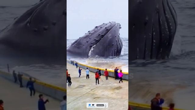 See the world's largest humpback whale #movie смотреть онлайн