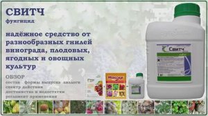 Фунгицид Свитч - надёжное средство от гнилей винограда, плодовых, ягодных и овощей. Обзор препарата