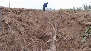 Закладка МАТОЧНИКА Клонового подвоя Сливы ВПК1 КОРНЯМИ