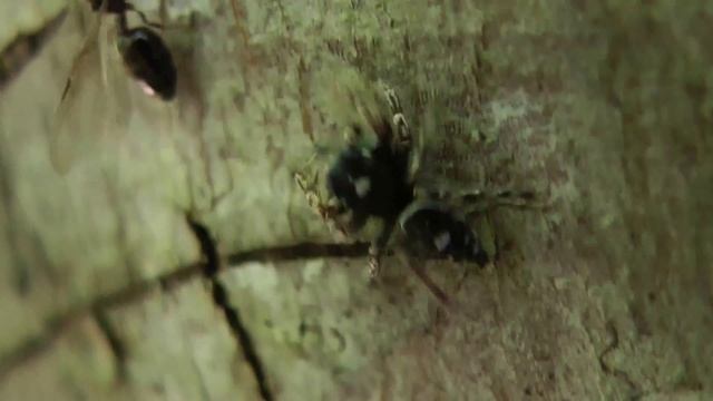 Jumping Spider Catches An Insect смотреть онлайн