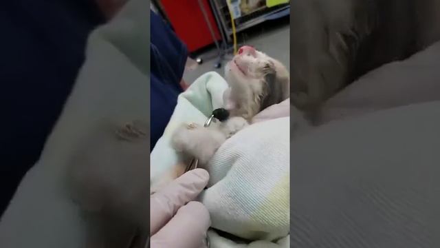 #14# LARVA DENTRO DO NARIZ DO GATO смотреть онлайн