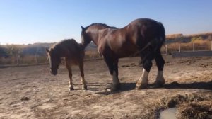 Владимирский тяжеловоз