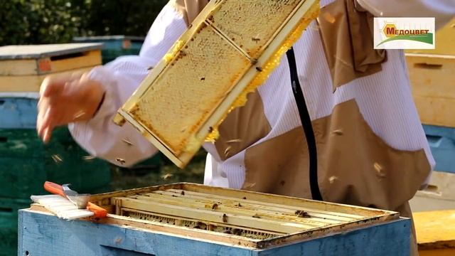 Медосбор. Урожай меда в сотах. смотреть онлайн