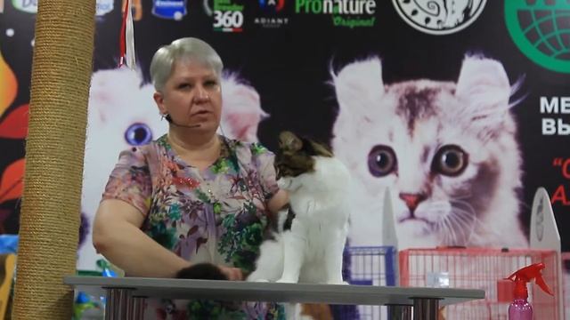 WCF ring Junior (All Breed) эксперт Татьяна Есина смотреть онлайн