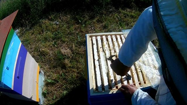 Что могут хвосты! Отбираем мёд! Итоги сезона! смотреть онлайн