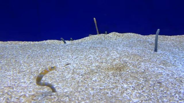 Sand Worms смотреть онлайн