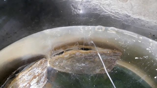 Pinctada Maxima