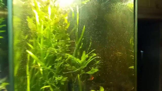 Аква-жизнь РАМАЗАНА:возмущений нет придела, всё кодному...скалярия в овале смотреть онлайн