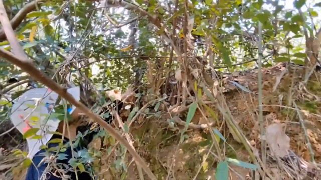 今年第一次拔竹笋，好多拔得好过瘾，根本拔不完，看徐姐拔了多少 смотреть онлайн