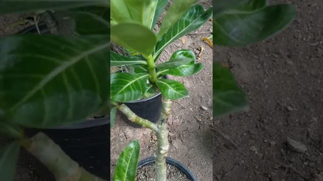 Mi primer adenium morado parte 2 смотреть онлайн