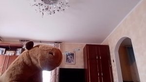 фильм капибара