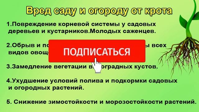 Кроты. Надежное средство от них. Алфос - крот. смотреть онлайн