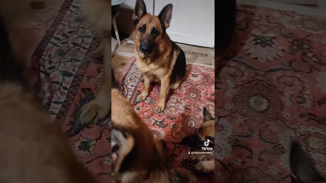 Сели с дочкой пить чай... И тут же подтянулась часть нашей банды 😆 смотреть онлайн
