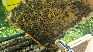 Майский отводок (две рамки открытого)