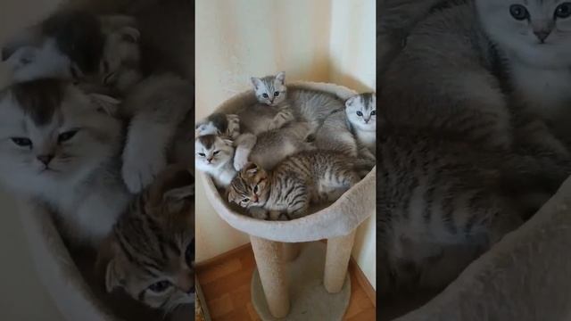 Минутка нежности 🐈😹 Приколы с котами 😻🤗 Смешные животные #Shorts смотреть онлайн