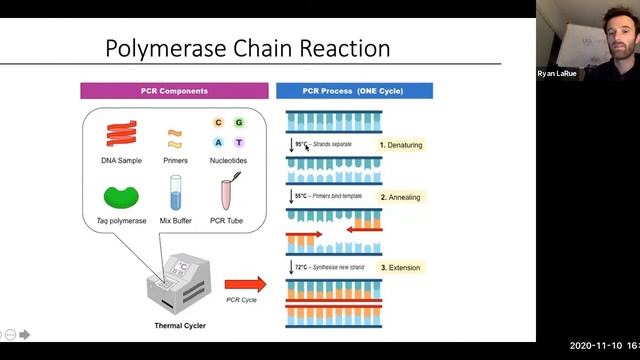 Genetics of PTC Lab (Mira Costa) смотреть онлайн