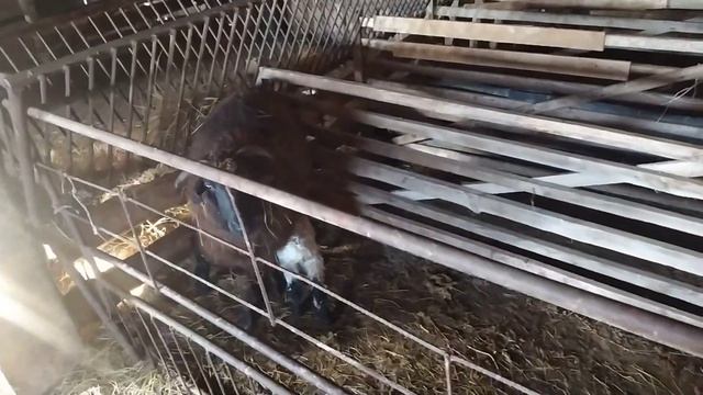 Готовимся к окоту смотреть онлайн