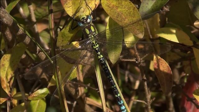 Southern Hawker / Zelenomodra deva - Aeshna cyanea (Müller, 1764) ♂ смотреть онлайн