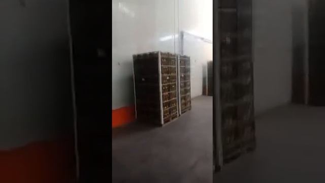 Видео ящов с апельсинами и мандаринами из Египта смотреть онлайн