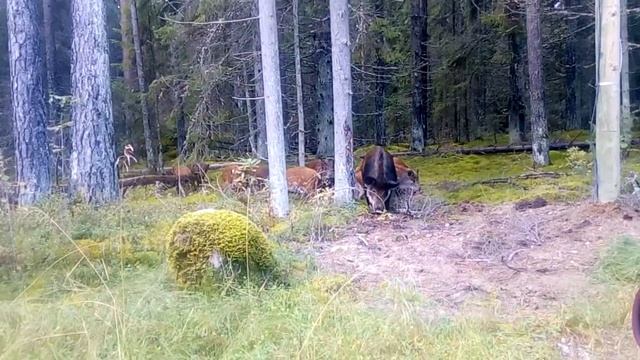 Кабаны смотреть онлайн