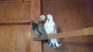 Николаевские голуби обзор пары на детей