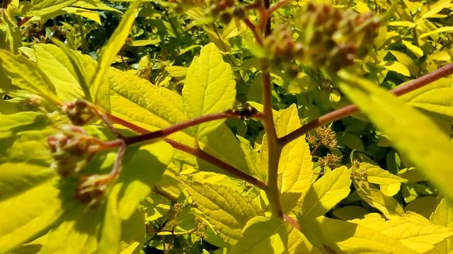 Наблюдение за пауками. Паук скакунчик Heliophanus смотреть онлайн