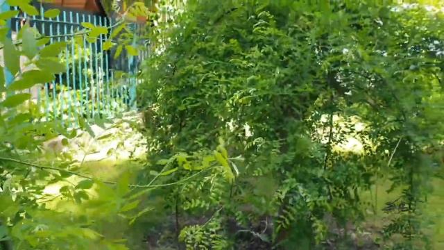 Sophora japonica 'Pendula' jerlín japonský смотреть онлайн