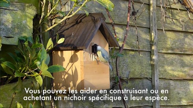 JFMP : des oiseaux dans mon jardin смотреть онлайн