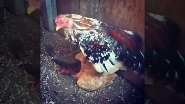 Накукорекался до потери сознания. Ölənə kimi..... смотреть онлайн