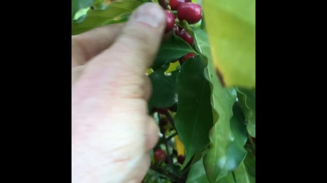 Organic Permaculture Coffee In South Africa Ep1