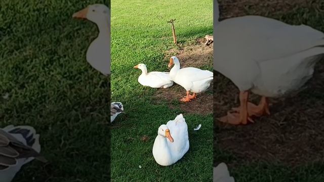 Beautiful white duck in south goa #shorts #vlogs смотреть онлайн
