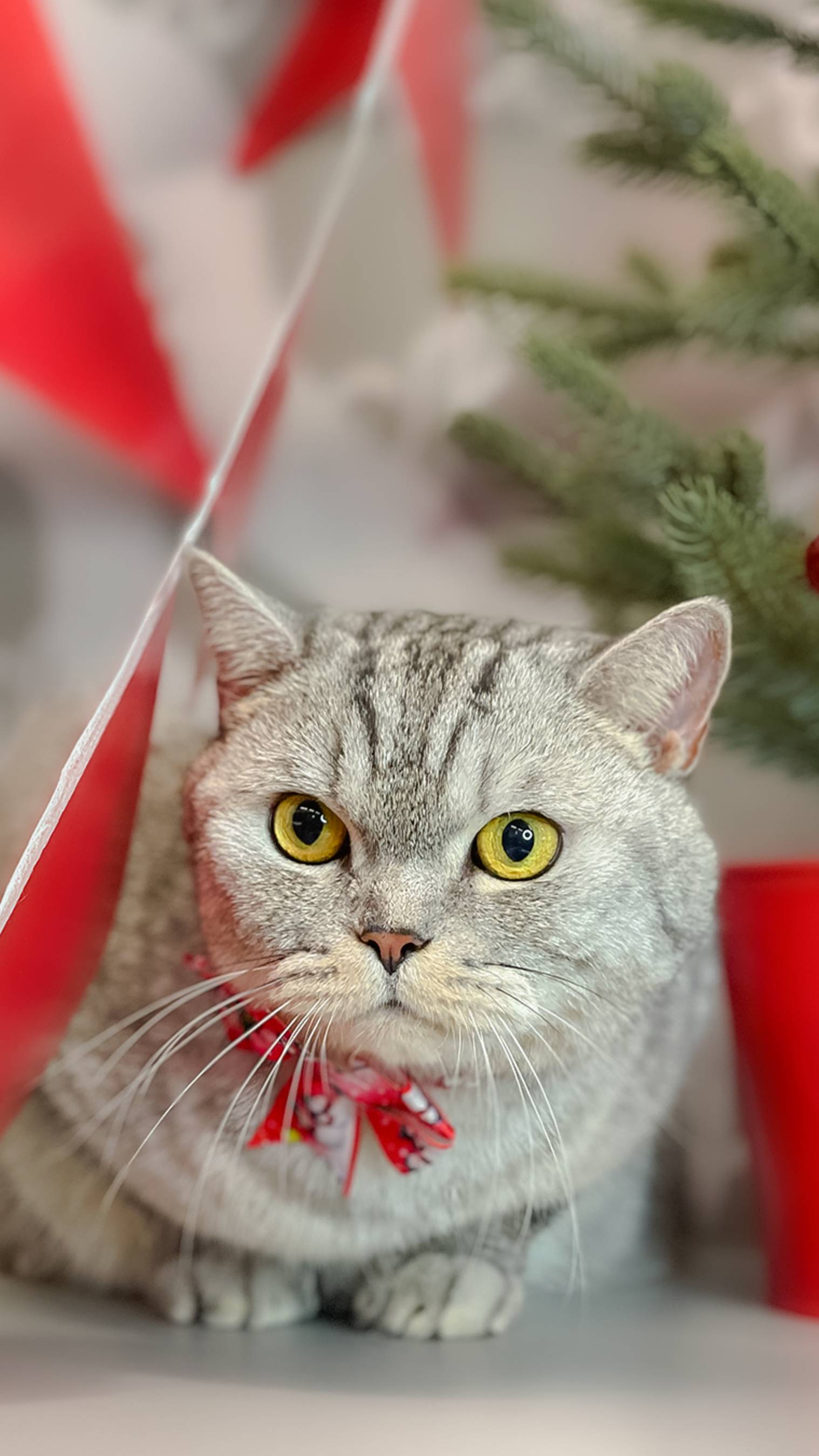Экспресс-линька кота в TEZI Тульская