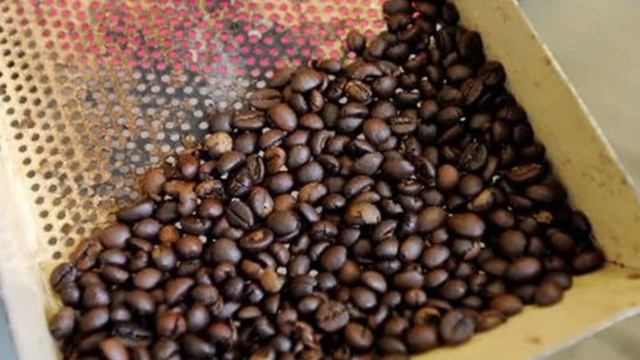 asian palm civet | How the most expensive coffee is made? CIVET COFFEE | luwak coffee смотреть онлайн