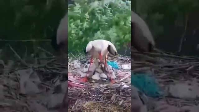 ТОЛЬКО МАМА... #Shorts смотреть онлайн