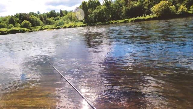 Раздача голавля в начале лета