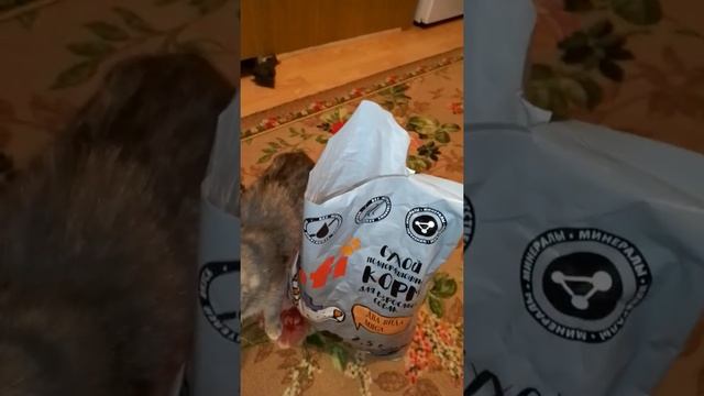 Кошки едят собачий корм?!// Was Kar // #ВасКар смотреть онлайн
