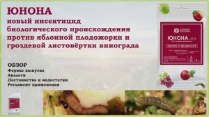 Юнона - новое средство от яблонной плодожорки и гроздевой листовертки винограда. Обзор инсектицида