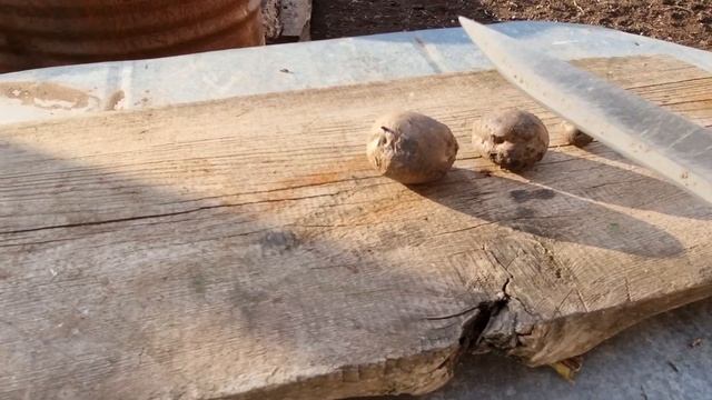 Выкопала чудо-невидаль-картошку. Делаю тушенку. Видео от новых хозяев коз. смотреть онлайн