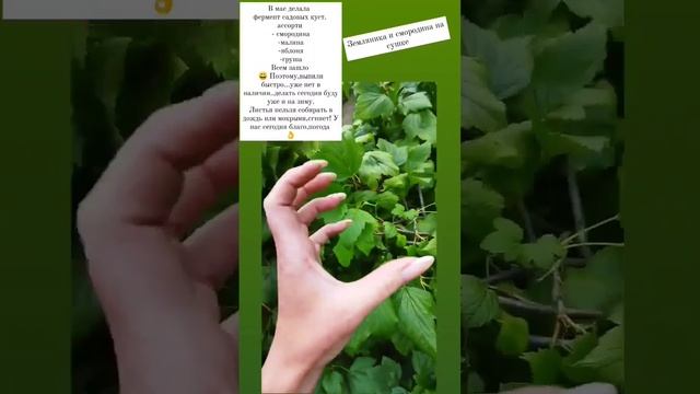 #деревня #здоровье #травы #огород #чай #жизнь смотреть онлайн