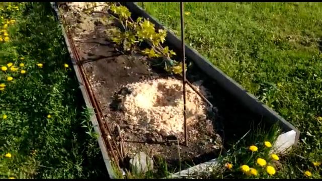 Полив и подкормка винограда БЫСТРО и НАДЁЖНО смотреть онлайн