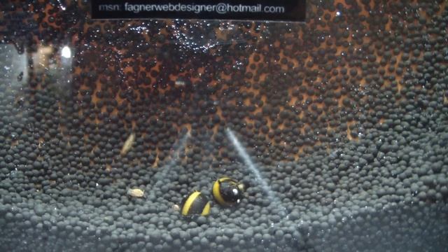 Clithon Corona Fagner Shrimp Venda FAGNERWEBDES смотреть онлайн