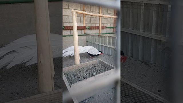 Серебристый фазан в домашних условиях - Silver pheasant at home смотреть онлайн