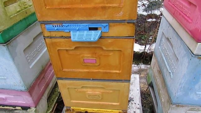зимовка на воле отводка пчел, переведенного на ячейку 5,6 мм , 18.01.2025 смотреть онлайн