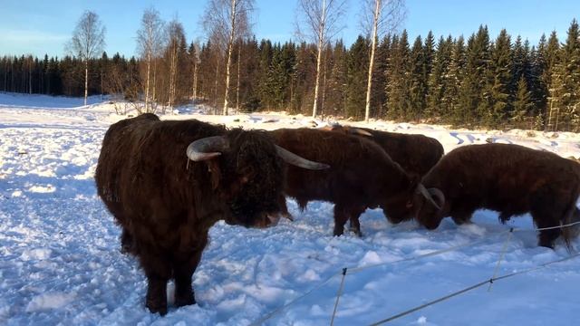 Scottish Highland Cattle In Finland: Noisy bull says moo moooo mooooooo смотреть онлайн